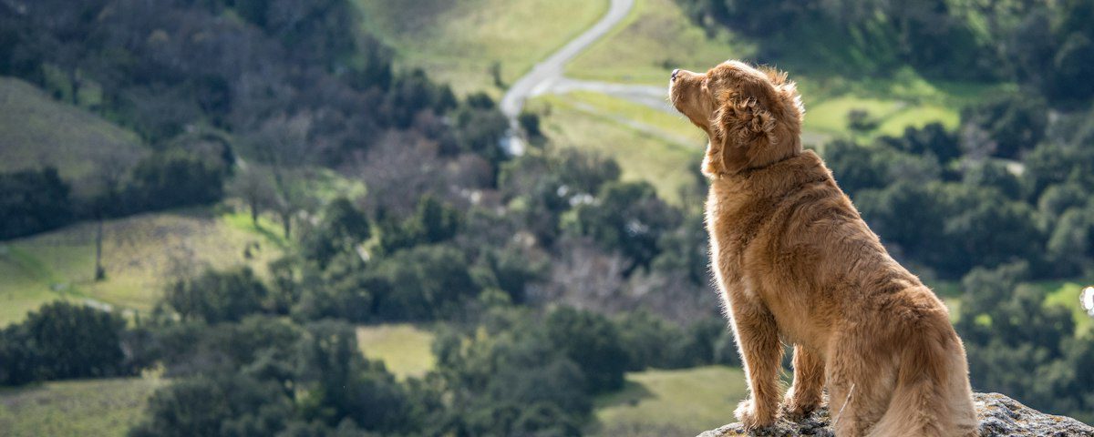 Dog wearing a harness outdoors