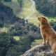 Dog wearing a harness outdoors