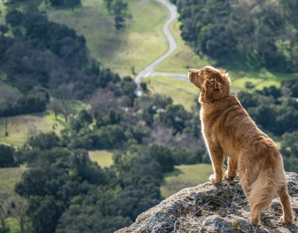 Dog wearing a harness outdoors